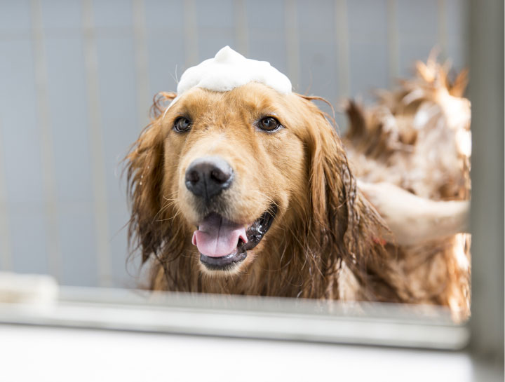 Pet Groomers