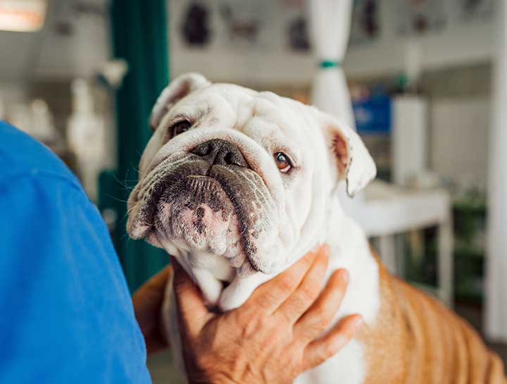Countryside Veterinary Clinic Payment Options