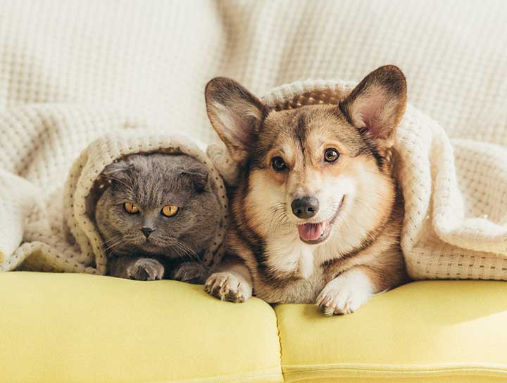 Veterinary Careers in WI